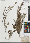Foto von Salix myrsinifolia Salisb. x Salix repens L.